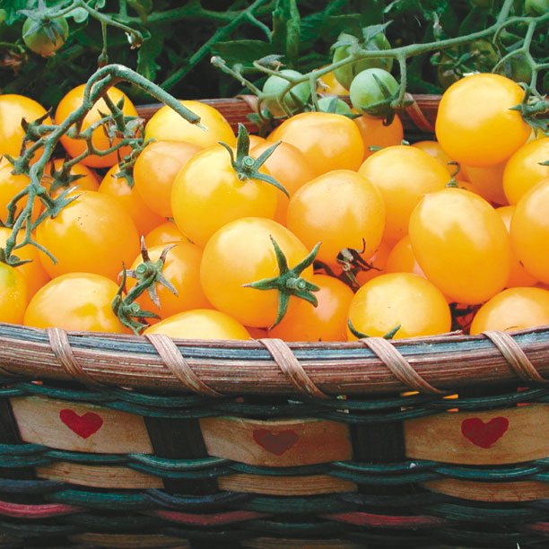 Close-up of Gold Nugget cherry tomatoes showing clusters of golden 3/4-inch round fruits in a woven basket