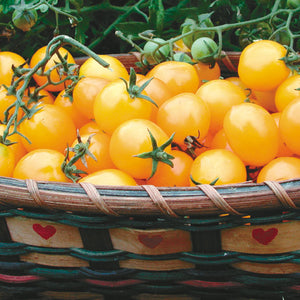 Close-up of Gold Nugget cherry tomatoes showing clusters of golden 3/4-inch round fruits in a woven basket