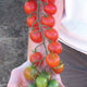 Close-up of Sweet Million cherry tomatoes on the vine showing grape like clusters of small red fruit