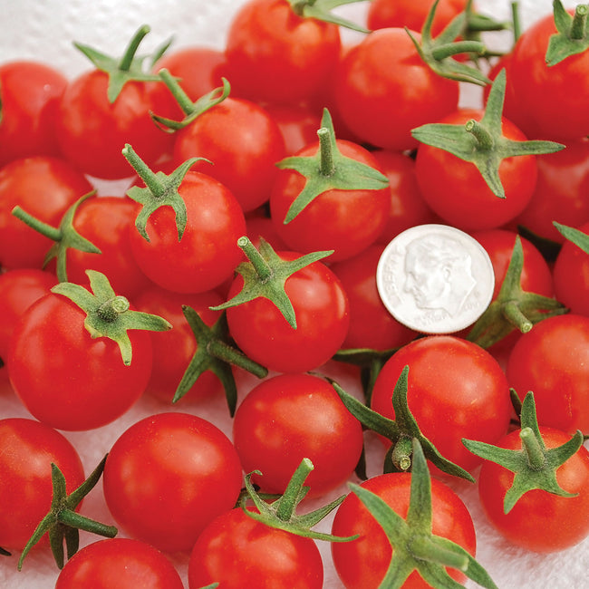 Close-up of Sweet Aperitif cherry tomatoes on truss showing clusters of glossy red 7/8-inch fruit with thin skins