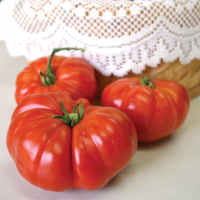 Front view of Grandma's Pick tomato showing large, pleated orange-red slicing fruit on a lace doily background