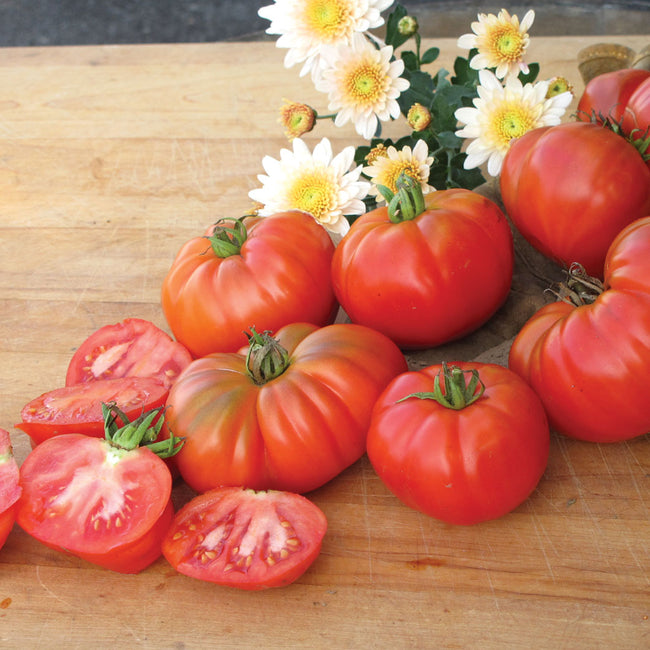 Three-quarter view of Grandma's Pick tomato showing large pleated orange-red slicing fruit