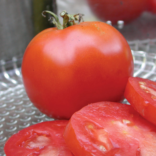 Close-up front view of Gill's All-Purpose tomato showing a whole round red fruit and sliced tomato on a glass plate