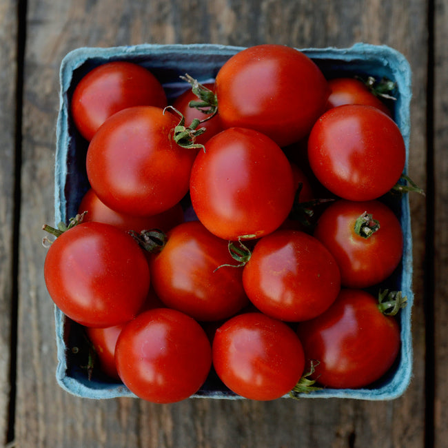 EARLY CHERRY-TOMATO