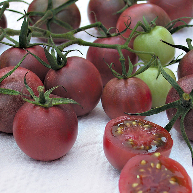 Close-up of Chocolate Cherry cherry tomatoes on the vine showing port-wine colored skin and a sliced interior on white cloth background