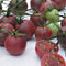 Close-up of Chocolate Cherry cherry tomatoes on the vine showing port-wine colored skin and a sliced interior on white cloth background