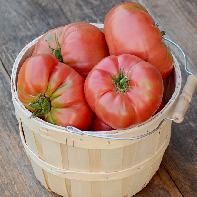 BRANDYWINE-TOMATO