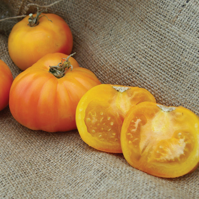 Close-up of Hillbilly tomato showing golden-orange flesh with red streaks and sliced cross-section on white background