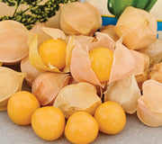 Front view of Aunt Molly's ground cherry showing golden-orange fruits in papery husks on a white background