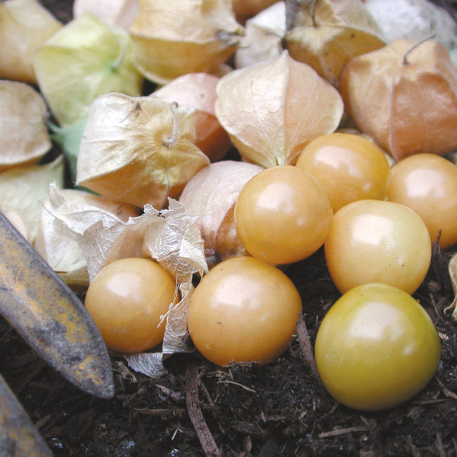 Close-up of Aunt Molly's ground cherries showing golden ripe fruits in papery husks on green foliage background