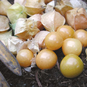 Close-up of Aunt Molly's ground cherries showing golden ripe fruits in papery husks on green foliage background