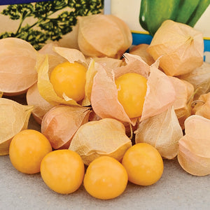 Front view of Aunt Molly's ground cherry showing golden-orange fruits in papery husks on a white background