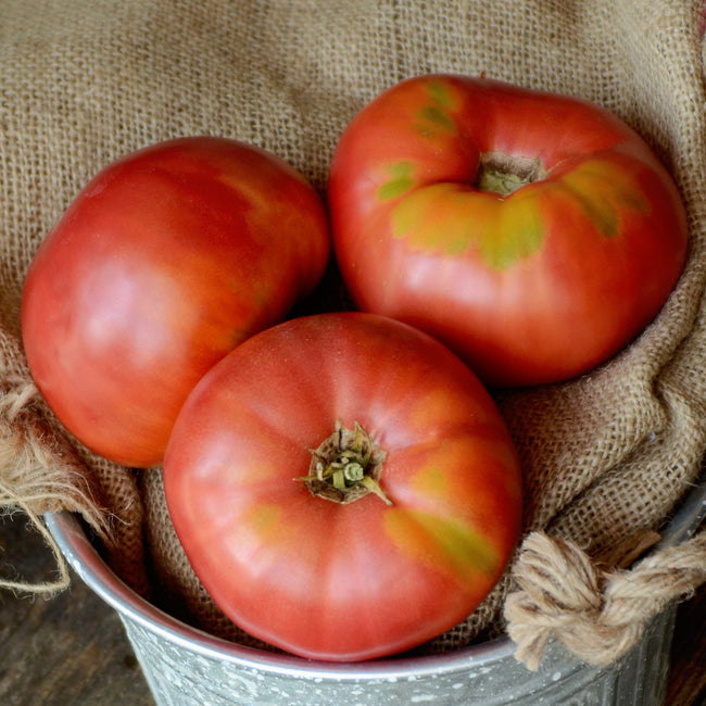 Close-up of three Mortgage Lifter tomatoes showcasing large, ribbed red slicing fruit on white background
