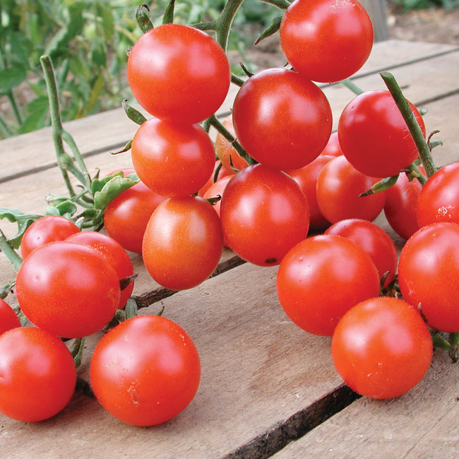 Close-up of Koralik cherry tomatoes on the vine showing bright red, 1-inch fruits in clusters