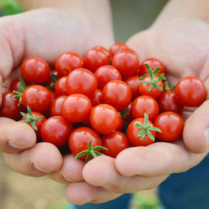 Close-up of Candyland Red currant tomatoes held in hands showcasing small glossy 1/2-inch round red fruit with green calyxes