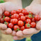 Close-up of Candyland Red currant tomatoes held in hands showcasing small glossy 1/2-inch round red fruit with green calyxes