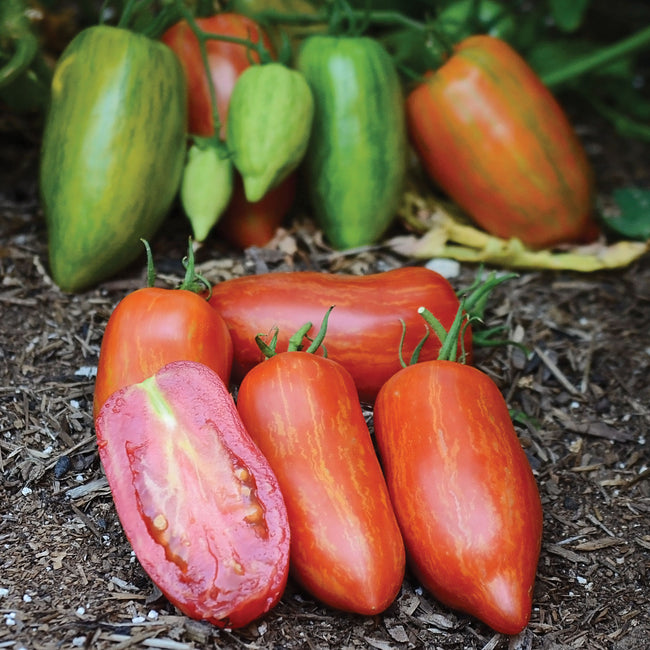 Front view of Striped Roman tomato fruits showcasing elongated roma shape and orange striping with green foliage background
