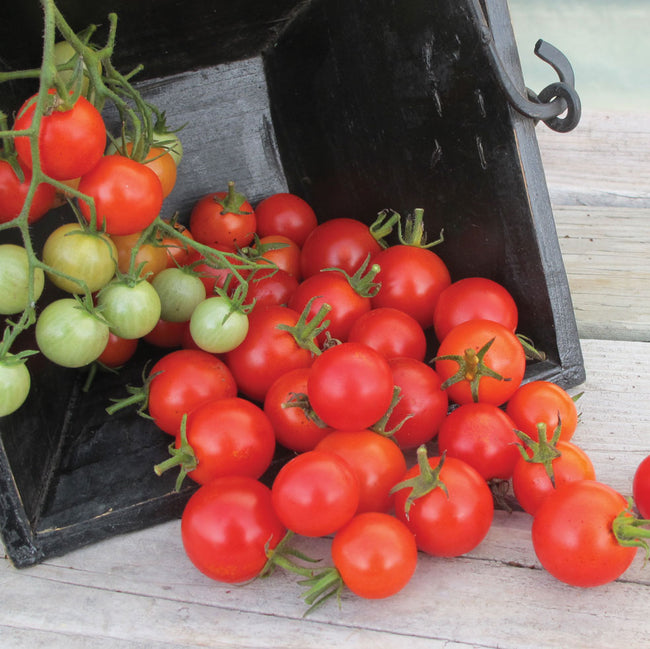 Close-up of Cherry Buzz tomato cluster showing shiny 1/2 to 3/4 inch red cherry tomatoes on the plant