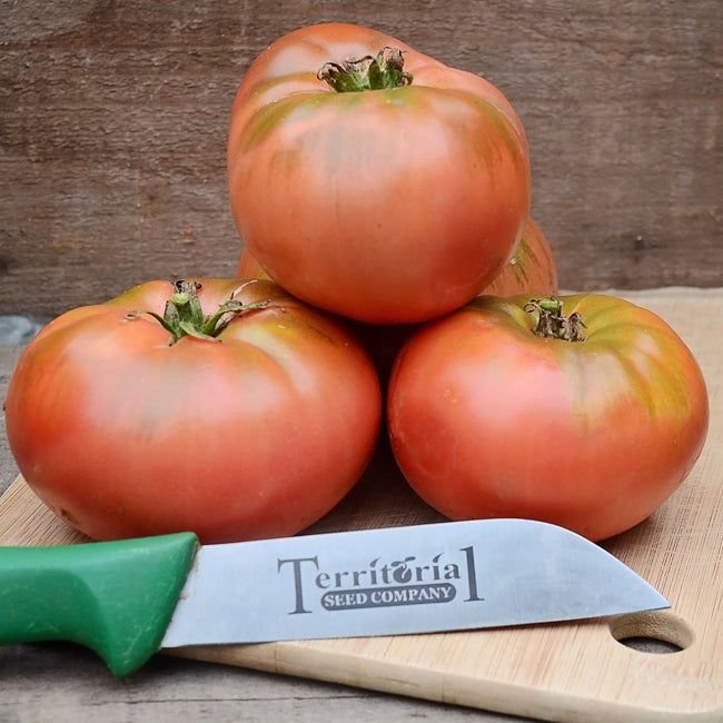 Front view of Cosmonaut Volkov tomatoes showcasing squat, deep orange-red fruits with green-tinged shoulders on white background
