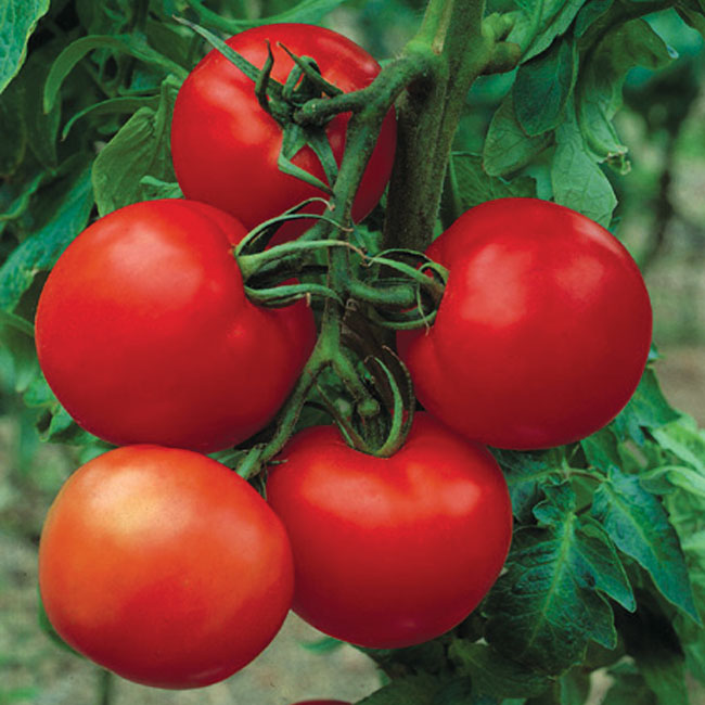 Front view of Cobra tomato cluster on the vine showing lustrous deep ruby-red fruits with green shoulders against leafy background