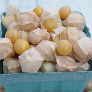Close-up of Pineapple ground cherries showcasing ripe golden berries and pale papery husks in a blue pint basket