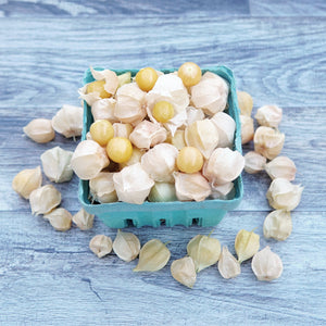 Close-up of Pineapple ground cherry fruits showing yellow-orange ripe berries in papery husks on a blue wooden background
