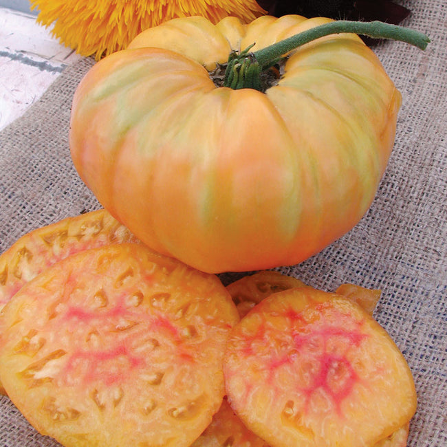 Front view of Pineapple tomato, whole and sliced showing red and yellow streaked flesh on white background