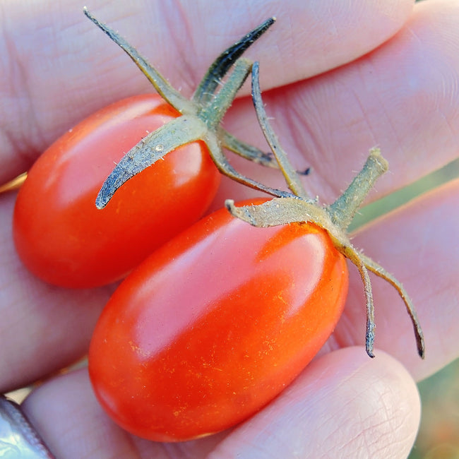 Close-up of Sweet Hearts tomato cluster showing two elongated, ruby-red grape tomatoes with glossy skin against a blurred green background