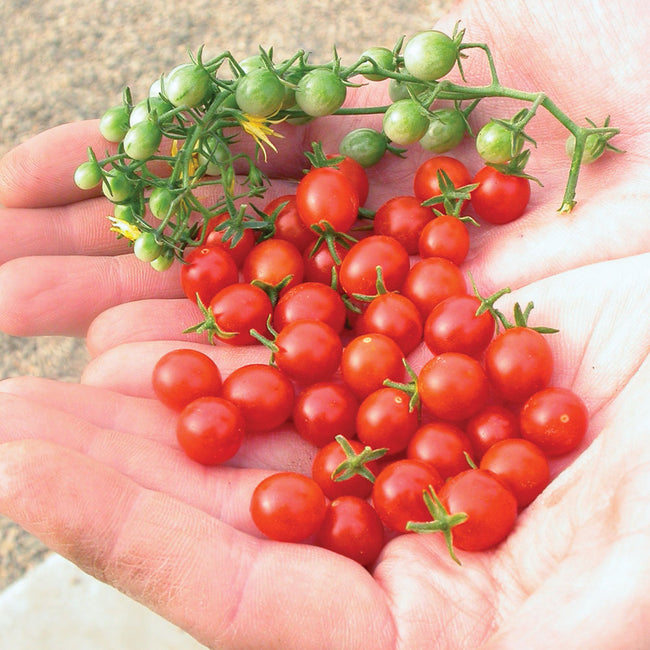 Close-up of Sweet Pea currant tomatoes showcasing tiny ruby red 1/4-inch fruits with hands holding the tomatoes