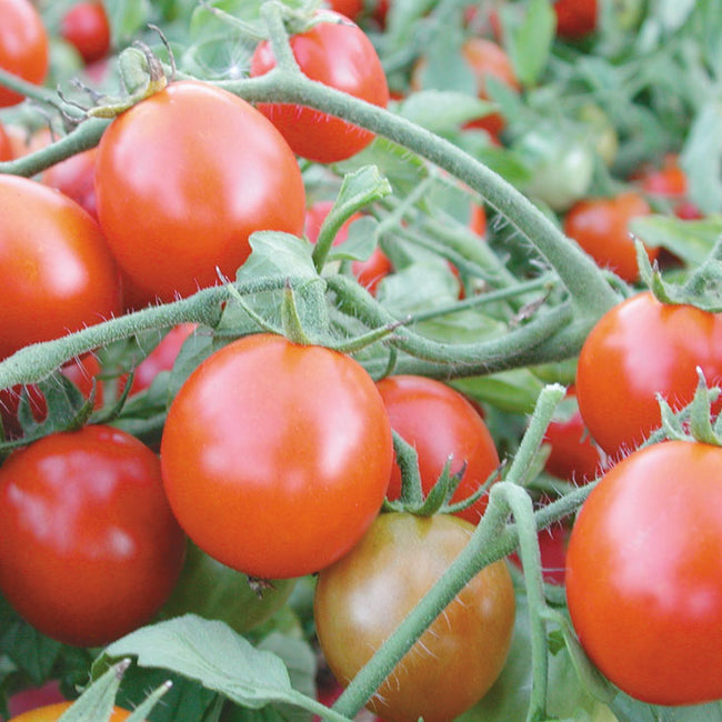 Close-up of Oregon Cherry tomato cluster on the vine showcasing smooth, round ripe red fruit and green foliage