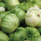 Close-up of Miltomate tomatillo fruits showing papery husks and round green fruit