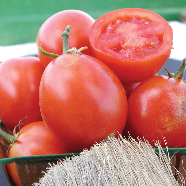 Close-up of Beaverlodge 6806 plum tomatoes showcasing glossy, plum-shaped red fruits in a small cluster on a woven surface