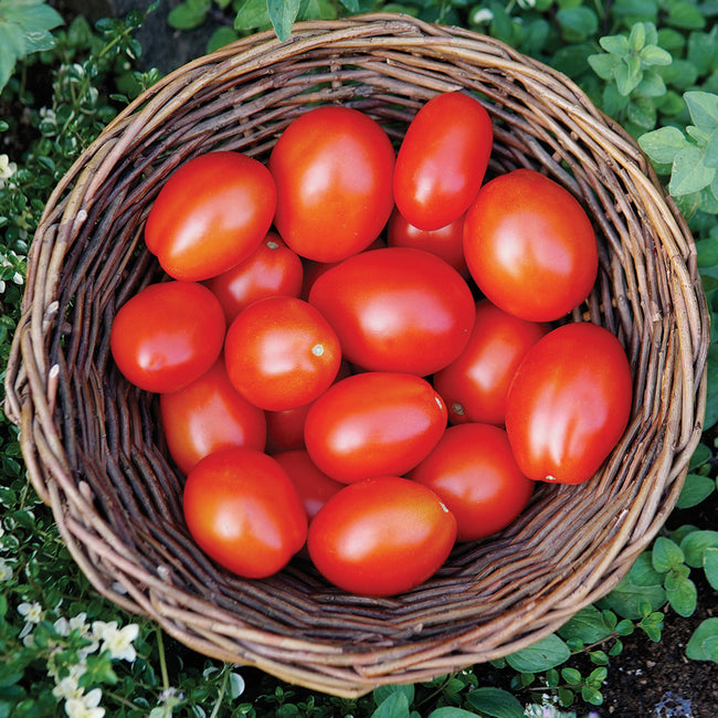 Close-up of Beaverlodge 6806 plum tomatoes showing oblong red fruits in a wicker basket