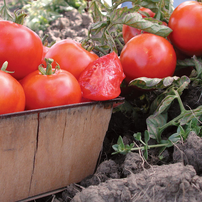 Close-up of Beaverlodge 6808 slicer tomatoes showing round red fruit and one sliced to reveal interior in a wooden basket on soil