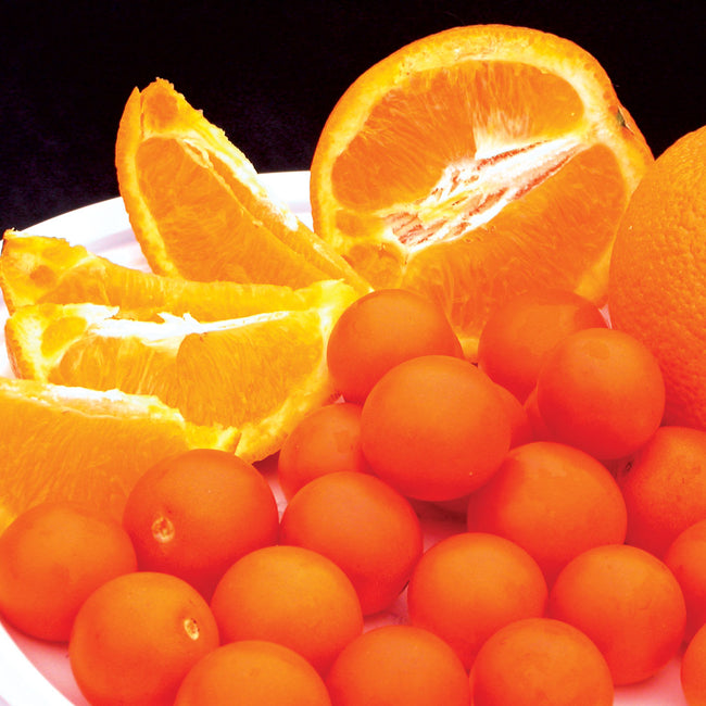 Front view of Orange Paruche cherry tomatoes showcasing a cluster of small round orange fruits on the vine with white background