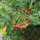 Close-up of Lizzano cherry tomato plant showing clusters of ripe 1-inch red tomatoes and green foliage