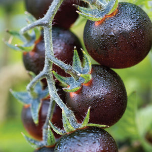 Close-up of Indigo Blue Berries tomato cluster showcasing dark indigo-purple cherry tomatoes on the vine with green leaves