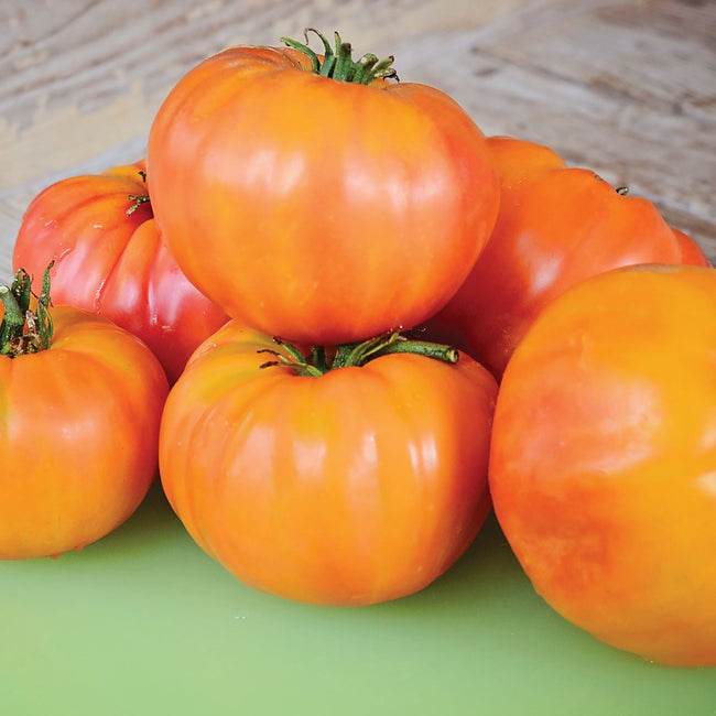 Front view of Old German tomato cluster showing large golden-streaked, reddish-orange slicing fruit on green background