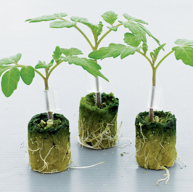 Close-up of Estamino rootstock tomato seedlings in grow plugs showing healthy roots and green leaves on white background