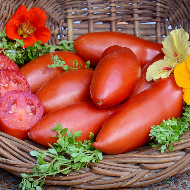 Front view of Pozzano paste tomatoes showing oblong, meaty orange-red fruits with a sliced tomato on a rustic surface