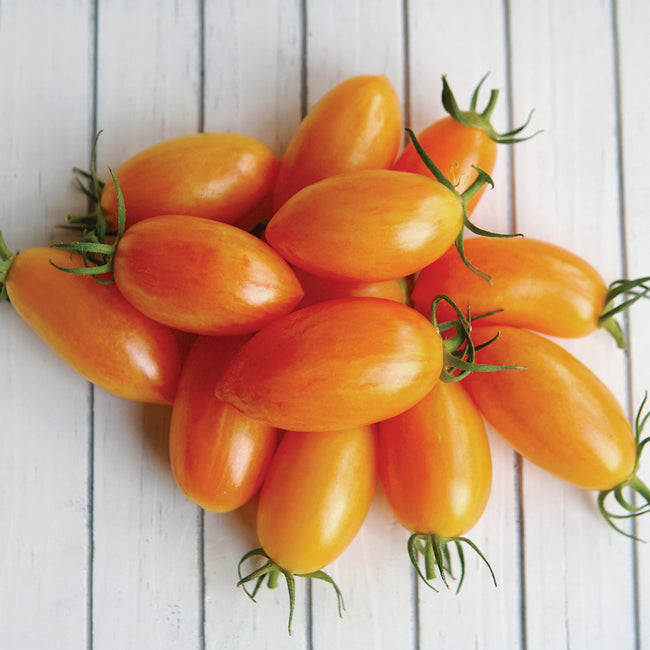 Front view of Blush tomatoes showcasing elongated golden cherry fruits streaked with ruby on a white wooden background