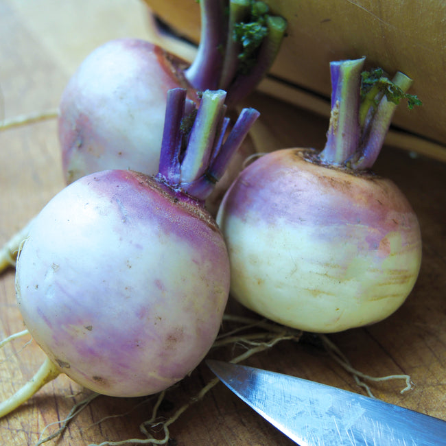 Close-up of two Purple Top White Globe turnips showing purple shoulders and creamy white roots on a wooden surface