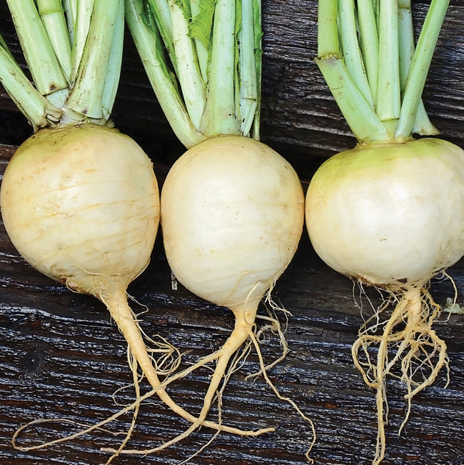 front view of Golden Ball turnips showcasing smooth amber globe roots with green tops on dark soil