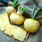 Close-up of Golden Ball turnips, whole and sliced, showcasing smooth amber skin and creamy white flesh on a wooden board