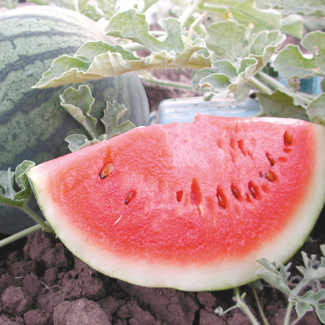 Close-up of Sugar Baby watermelon slice showing bright red flesh and black seeds with whole striped melon and vine on soil