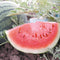 Close-up of Sugar Baby watermelon slice showing bright red flesh and black seeds with whole striped melon and vine on soil