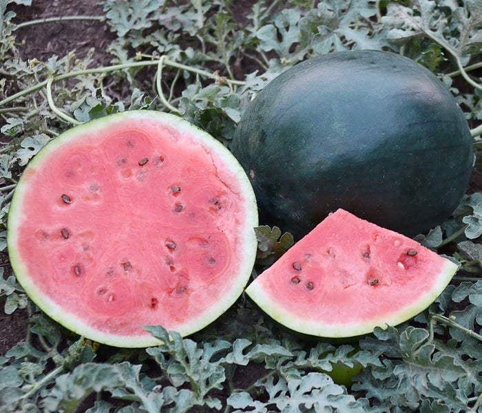 Front view of Blacktail Mountain watermelon showing whole dark green rind and sliced pink flesh with seeds on vine-covered soil