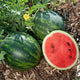 Close-up two mini-love watermelons showcasing the bright red interior with a sliced open melon.