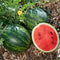 Close-up two mini-love watermelons showcasing the bright red interior with a sliced open melon.