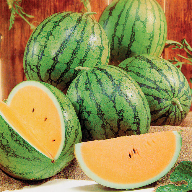 Close-up of New Queen watermelon sliced to show bright orange flesh and light green rind with dark green stripes